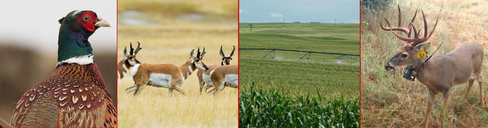 Pheasant, Pronghorn, Field, Deer