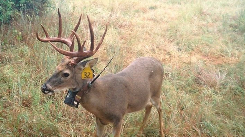  Deer with GPS Collar