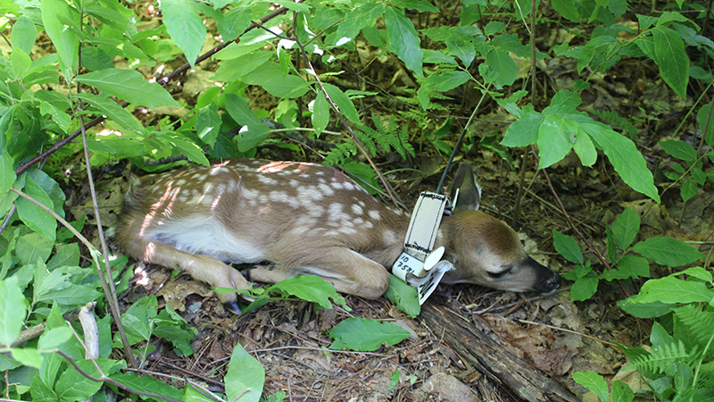 Single Fawn with Tags