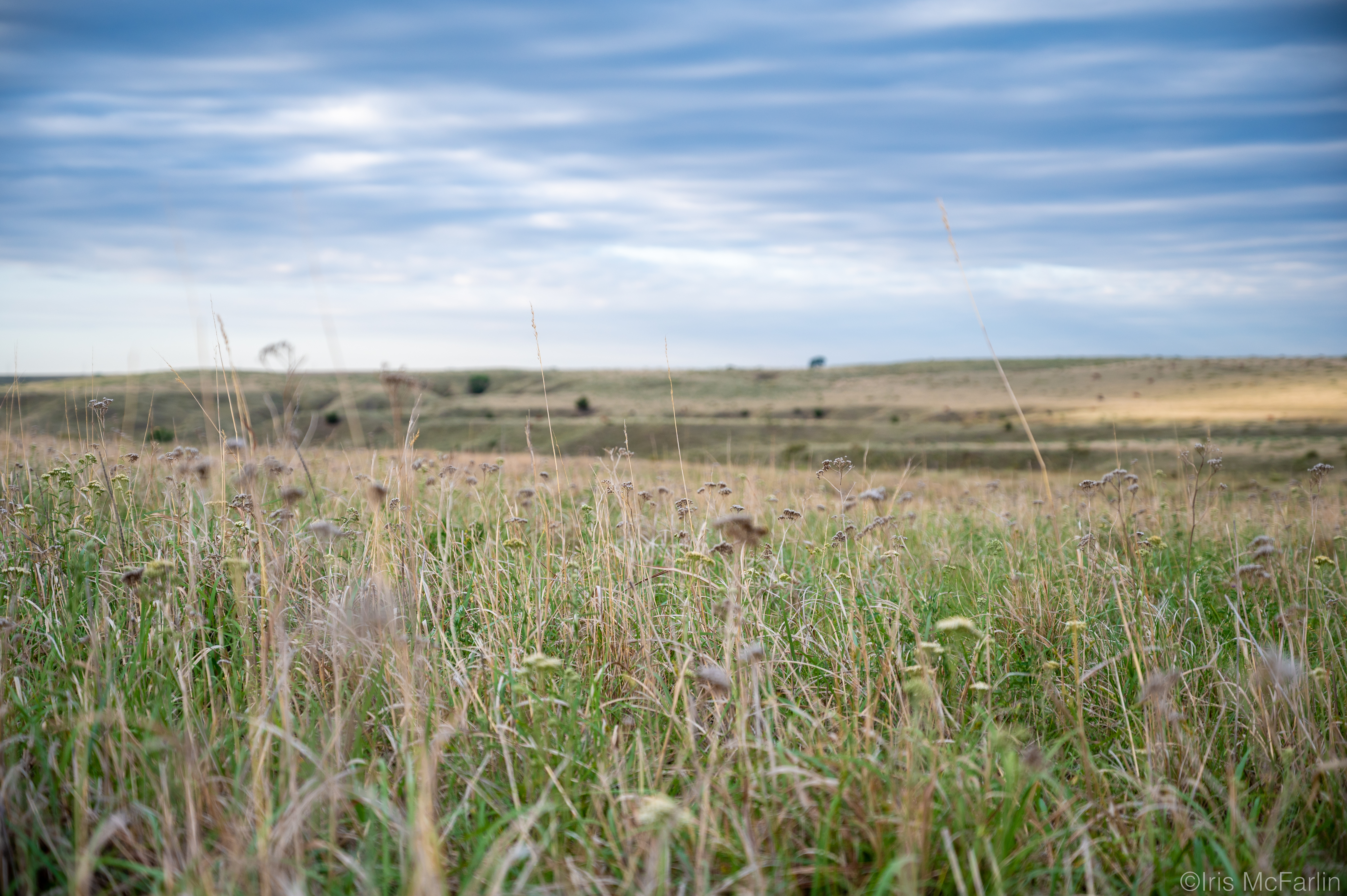 A field full of grasses and forbs stretches out under a cloudy sky
